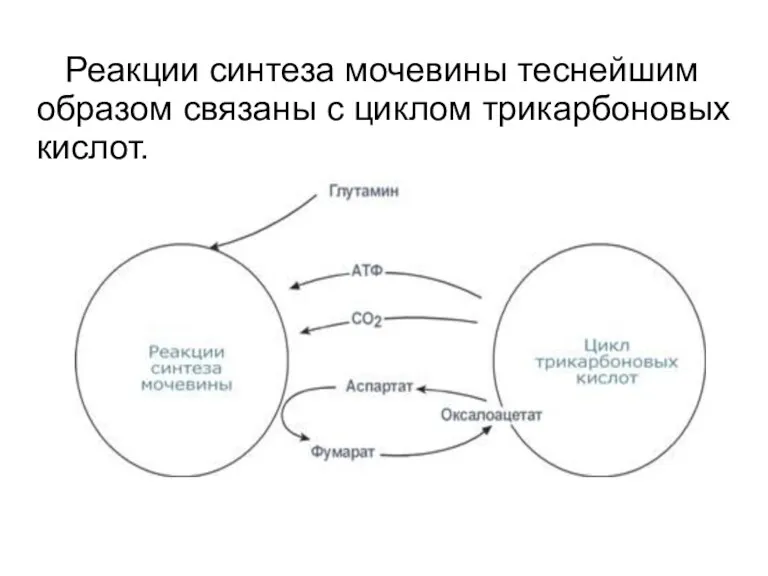 Реакции синтеза мочевины теснейшим образом связаны с циклом трикарбоновых кислот.