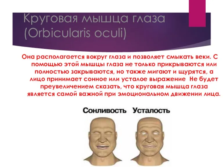 Круговая мышца глаза (Orbicularis oculi) Она располагается вокруг глаза и