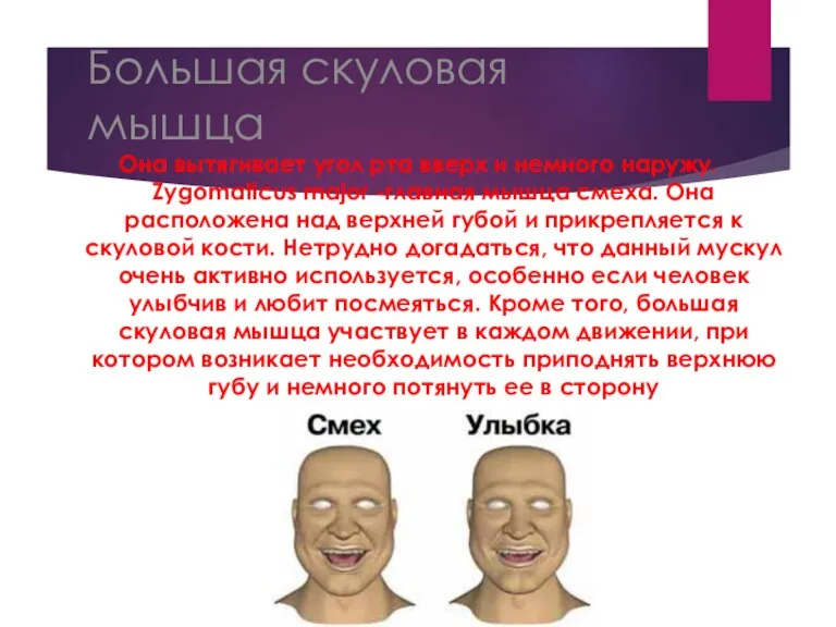 Большая скуловая мышца Она вытягивает угол рта вверх и немного наружу. Zygomaticus major