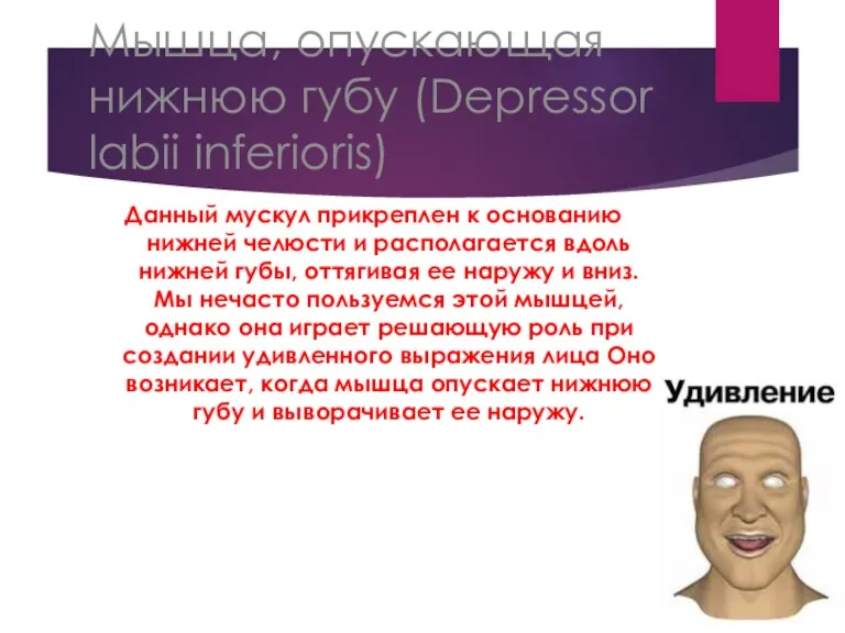 Мышца, опускающая нижнюю губу (Depressor labii inferioris) Данный мускул прикреплен