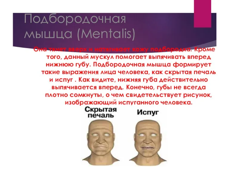 Подбородочная мышца (Mentalis) Она тянет вверх и натягивает кожу подбородка.