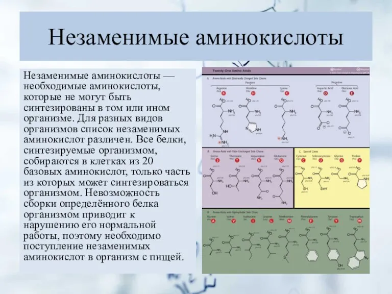 Незаменимые аминокислоты Незаменимые аминокислоты — необходимые аминокислоты, которые не могут