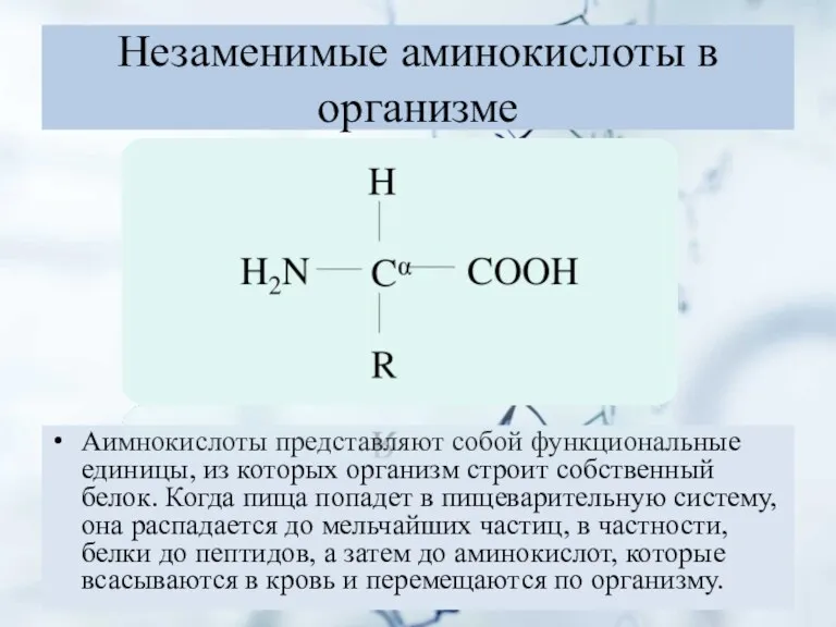 Незаменимые аминокислоты в организме Аимнокислоты представляют собой функциональные единицы, из