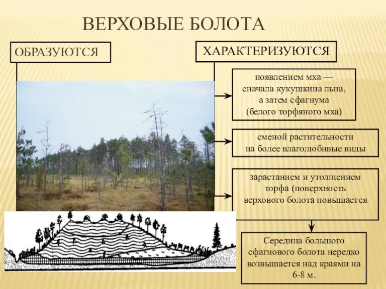 ВЕРХОВЫЕ БОЛОТА ОБРАЗУЮТСЯ при застое выпавших атмосферных осадков на водораздельных