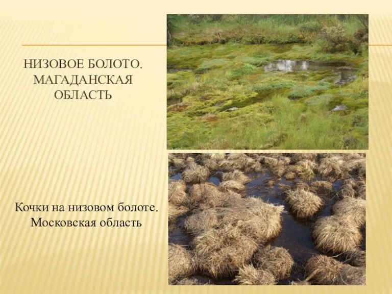 НИЗОВОЕ БОЛОТО. МАГАДАНСКАЯ ОБЛАСТЬ Кочки на низовом болоте. Московская область