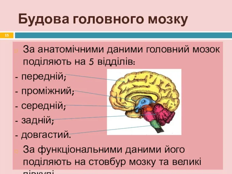 Будова головного мозку За анатомічними даними головний мозок поділяють на