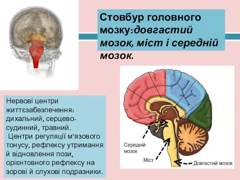 Нервові центри життєзабезпечення: дихальний, серцево-судинний, травний. Центри регуляції м’язового тонусу,
