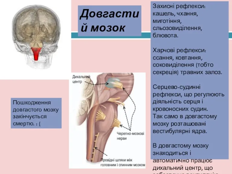 Пошкодження довгастого мозку закінчується смертю. : ( Довгастий мозок Захисні