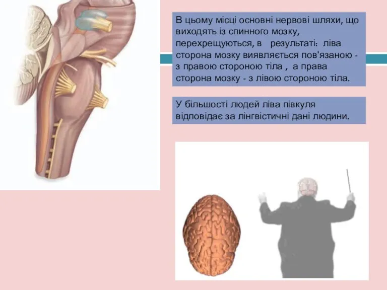 В цьому місці основні нервові шляхи, що виходять із спинного