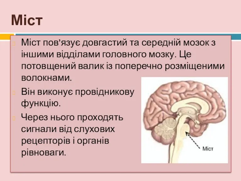 Міст Міст пов’язує довгастий та середній мозок з іншими відділами