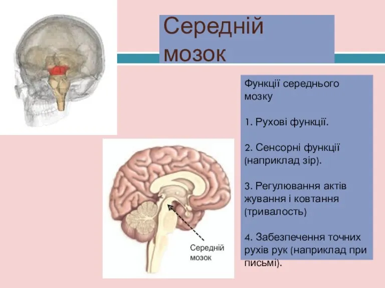 Функції середнього мозку 1. Рухові функції. 2. Сенсорні функції (наприклад