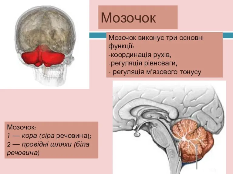 Мозочок Мозочок: 1 — кора (сіра речовина); 2 — провідні