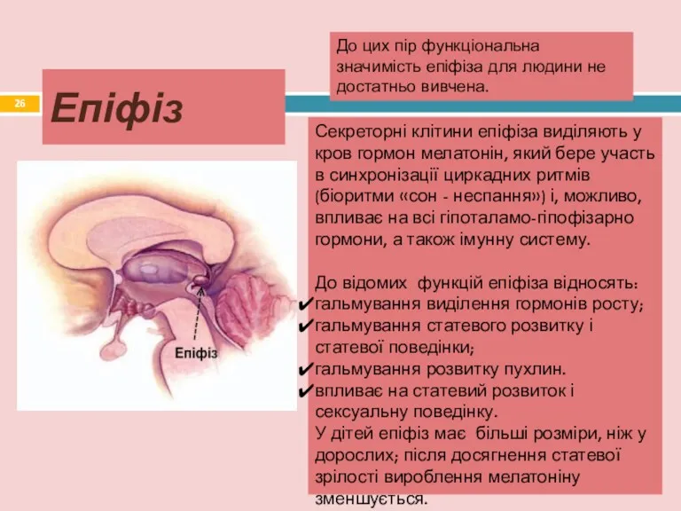 Епіфіз До цих пір функціональна значимість епіфіза для людини не