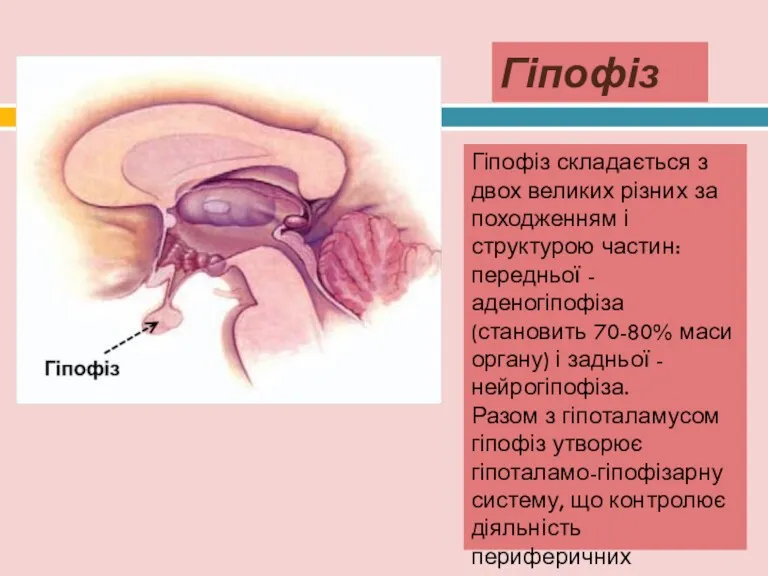 Гіпофіз Гіпофіз складається з двох великих різних за походженням і