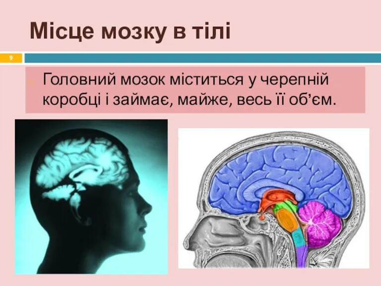 Місце мозку в тілі Головний мозок міститься у черепній коробці і займає, майже, весь її об’єм.