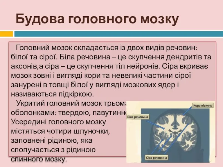 Будова головного мозку Головний мозок складається із двох видів речовин: