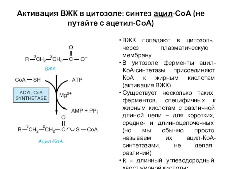 Активация ВЖК в цитозоле: синтез ацил-СоА (не путайте с ацетил-СоА)