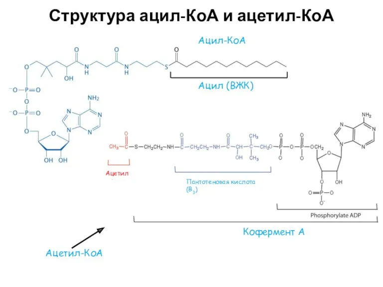 Структура ацил-КоА и ацетил-КоА Ацил-КоА Ацил (ВЖК) Кофермент А Пантотеновая кислота (В3) Ацетил Ацетил-КоА