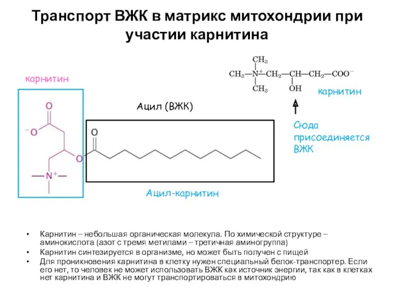 Транспорт ВЖК в матрикс митохондрии при участии карнитина Карнитин –