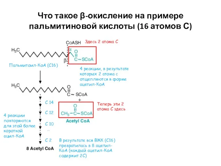 Что такое β-окисление на примере пальмитиновой кислоты (16 атомов С)