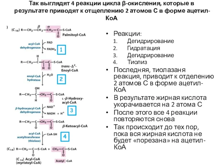 Так выглядят 4 реакции цикла β-окисления, которые в результате приводят