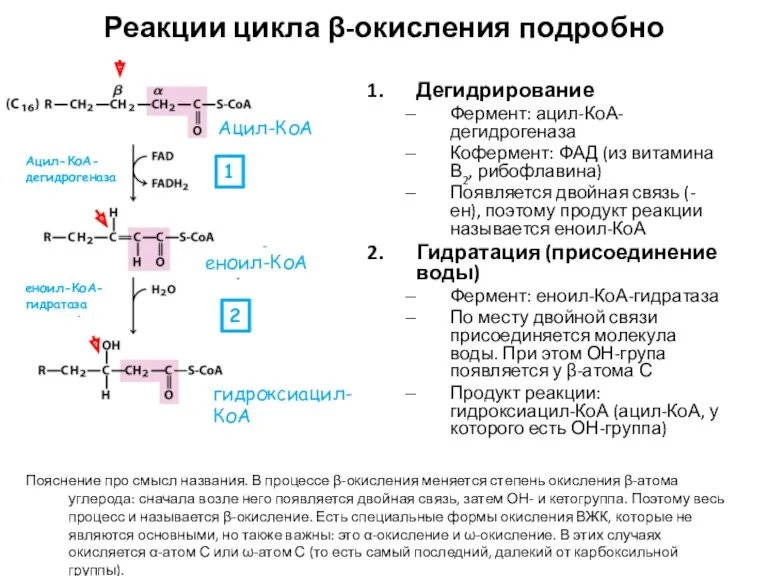 Реакции цикла β-окисления подробно Дегидрирование Фермент: ацил-КоА-дегидрогеназа Кофермент: ФАД (из