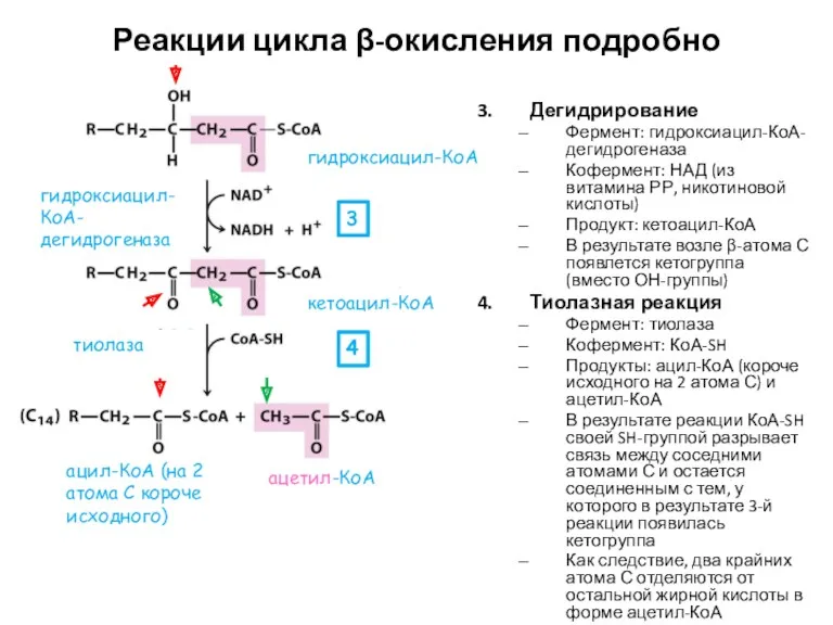 Реакции цикла β-окисления подробно Дегидрирование Фермент: гидроксиацил-КоА-дегидрогеназа Кофермент: НАД (из