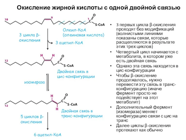 Окисление жирной кислоты с одной двойной связью 3 первых цикла