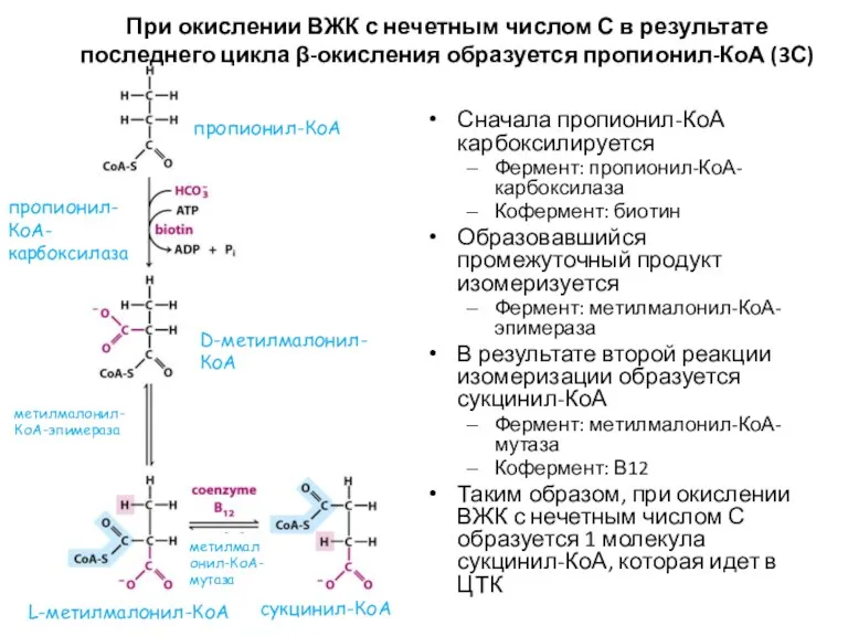 Сначала пропионил-КоА карбоксилируется Фермент: пропионил-КоА-карбоксилаза Кофермент: биотин Образовавшийся промежуточный продукт