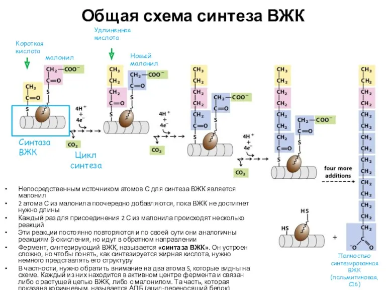 Общая схема синтеза ВЖК Синтаза ВЖК Короткая кислота малонил Цикл