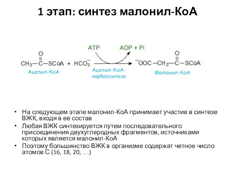 1 этап: синтез малонил-КоА На следующем этапе малонил-КоА принимает участие