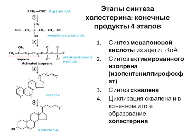 Этапы синтеза холестерина: конечные продукты 4 этапов Синтез мевалоновой кислоты