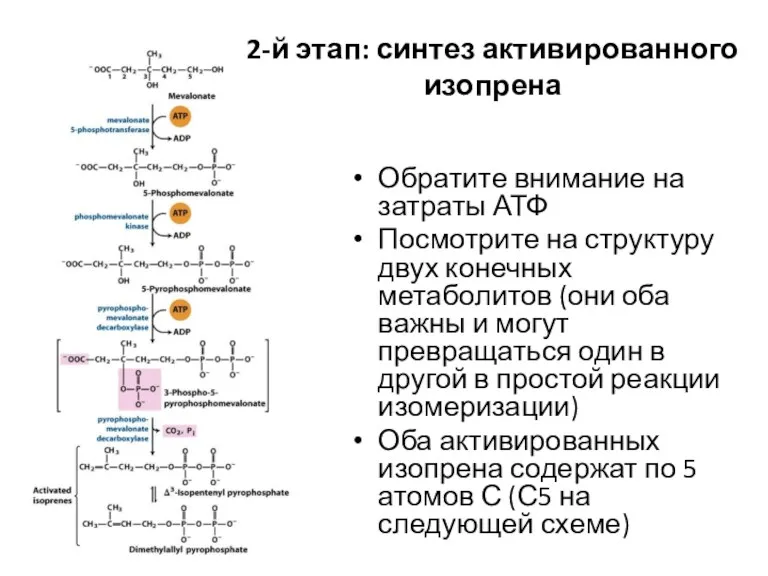 Обратите внимание на затраты АТФ Посмотрите на структуру двух конечных