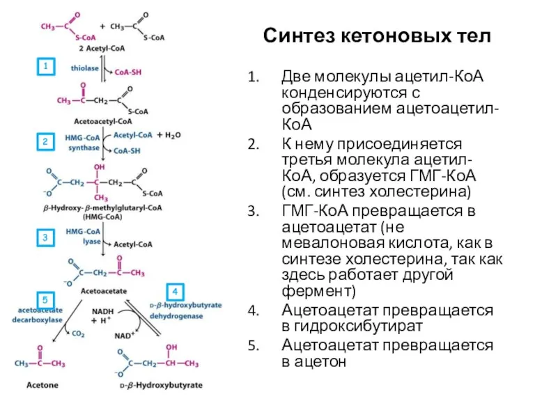 Синтез кетоновых тел Две молекулы ацетил-КоА конденсируются с образованием ацетоацетил-КоА