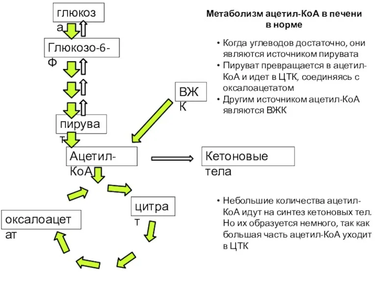 Ацетил-КоА пируват глюкоза Глюкозо-6-Ф Кетоновые тела ВЖК цитрат оксалоацетат Метаболизм