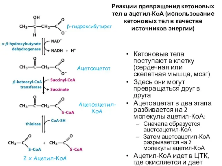 Реакции превращения кетоновых тел в ацетил-КоА (использование кетоновых тел в