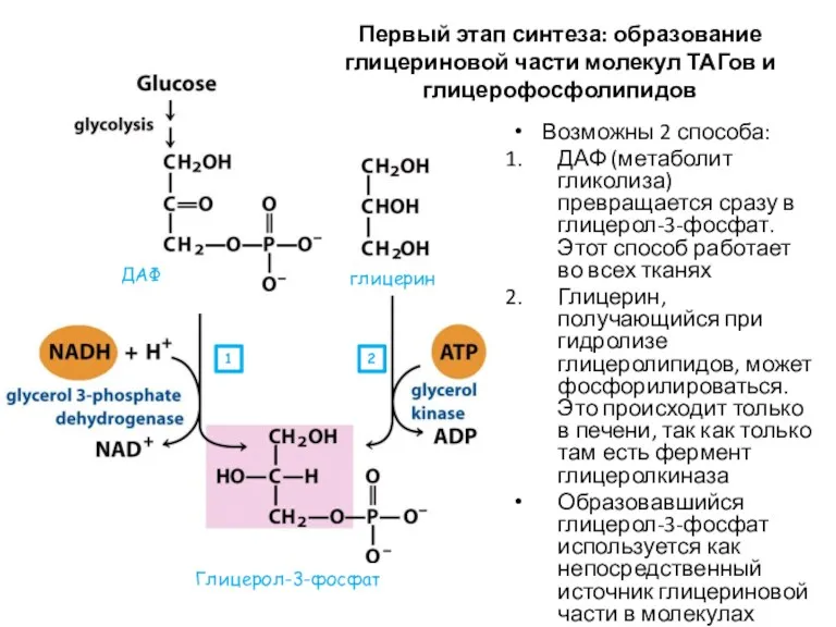 Первый этап синтеза: образование глицериновой части молекул ТАГов и глицерофосфолипидов