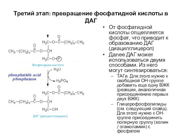 Третий этап: превращение фосфатидной кислоты в ДАГ От фосфатидной кислоты