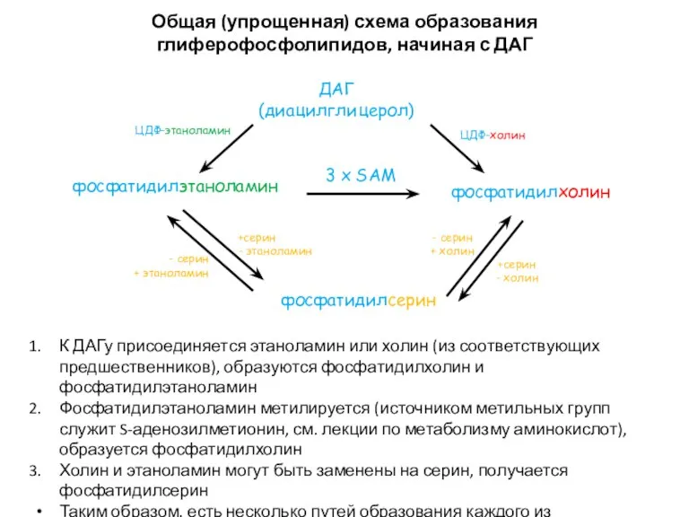 - серин + этаноламин - серин + холин +серин -