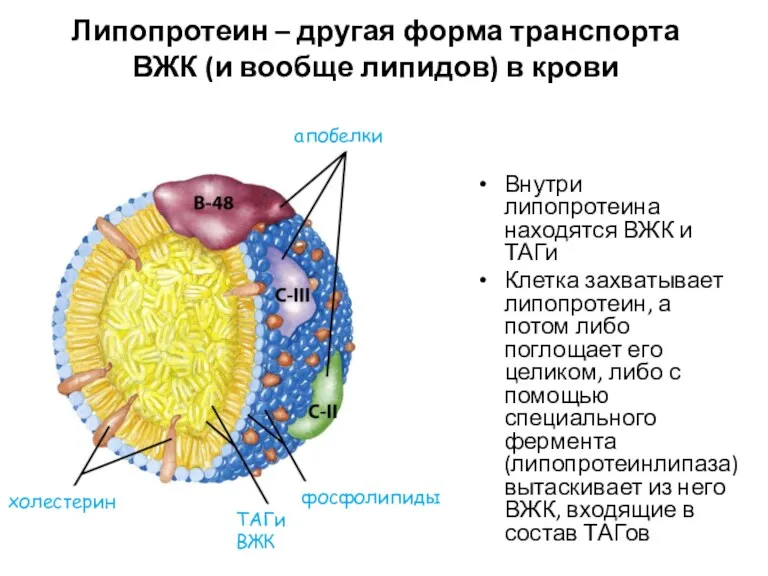 Липопротеин – другая форма транспорта ВЖК (и вообще липидов) в