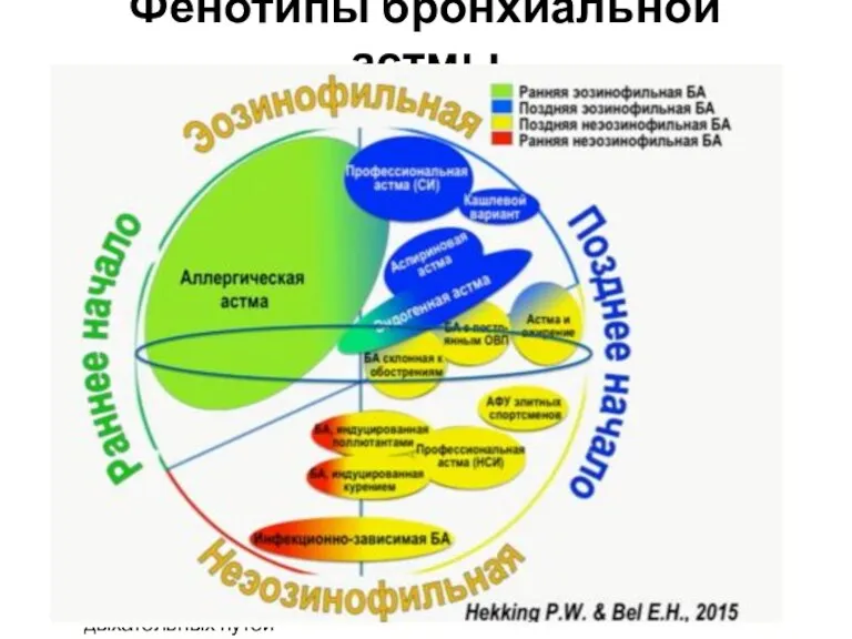 Фенотипы бронхиальной астмы • Аллергическая БА: часто впервые проявляется в