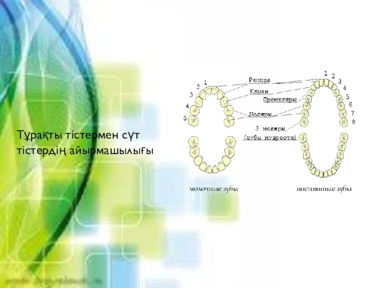 Тұрақты тістермен сүт тістердің айырмашылығы