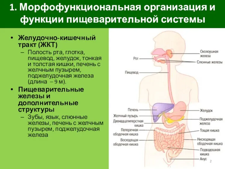 1. Морфофункциональная организация и функции пищеварительной системы Желудочно-кишечный тракт (ЖКТ)