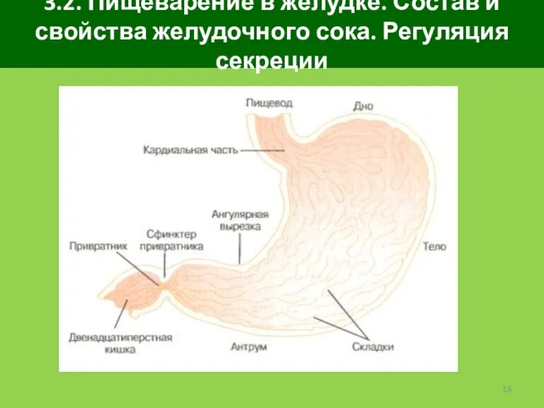 3.2. Пищеварение в желудке. Состав и свойства желудочного сока. Регуляция секреции