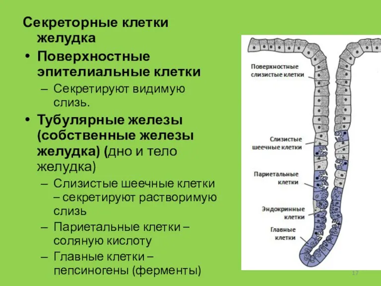 Секреторные клетки желудка Поверхностные эпителиальные клетки Секретируют видимую слизь. Тубулярные