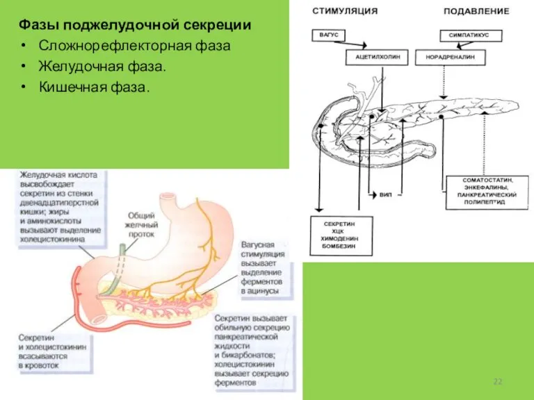 Фазы поджелудочной секреции Сложнорефлекторная фаза Желудочная фаза. Кишечная фаза.