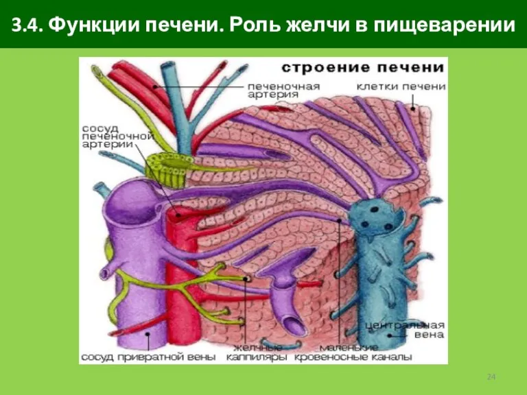 3.4. Функции печени. Роль желчи в пищеварении