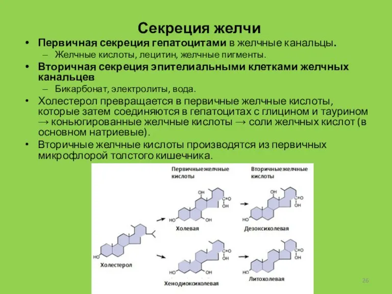 Секреция желчи Первичная секреция гепатоцитами в желчные канальцы. Желчные кислоты,