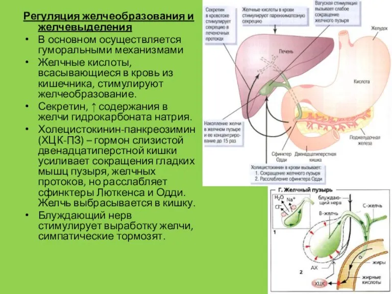 Регуляция желчеобразования и желчевыделения В основном осуществляется гуморальными механизмами Желчные