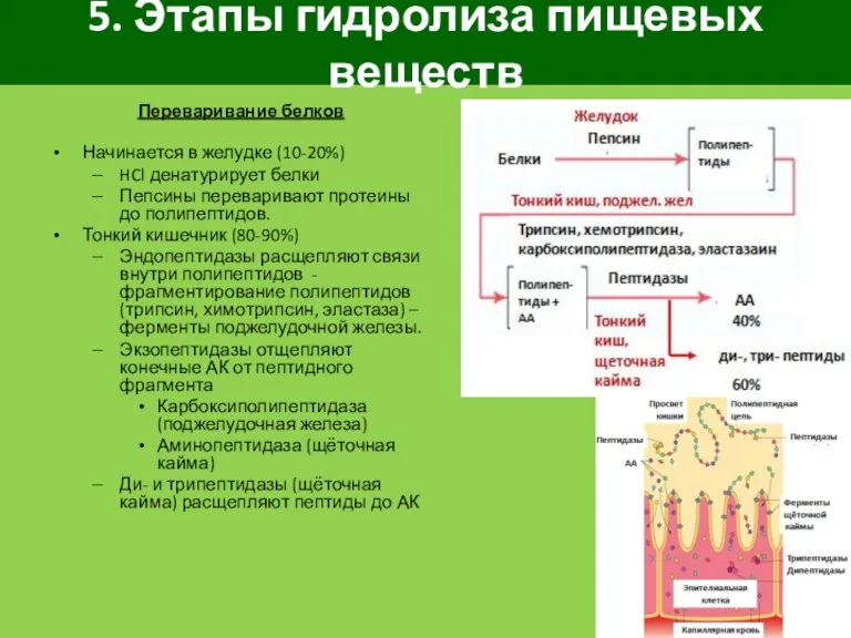 5. Этапы гидролиза пищевых веществ Переваривание белков Начинается в желудке